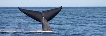 © Croisières Baie-de-Gaspé
