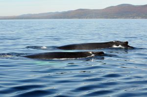 forillon-baleines-29-septembre-2013-019-marc-debain