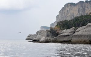 photos-baleines-2015-marc-debain-332