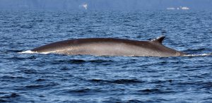 photos-baleines-2015-marc-debain-545